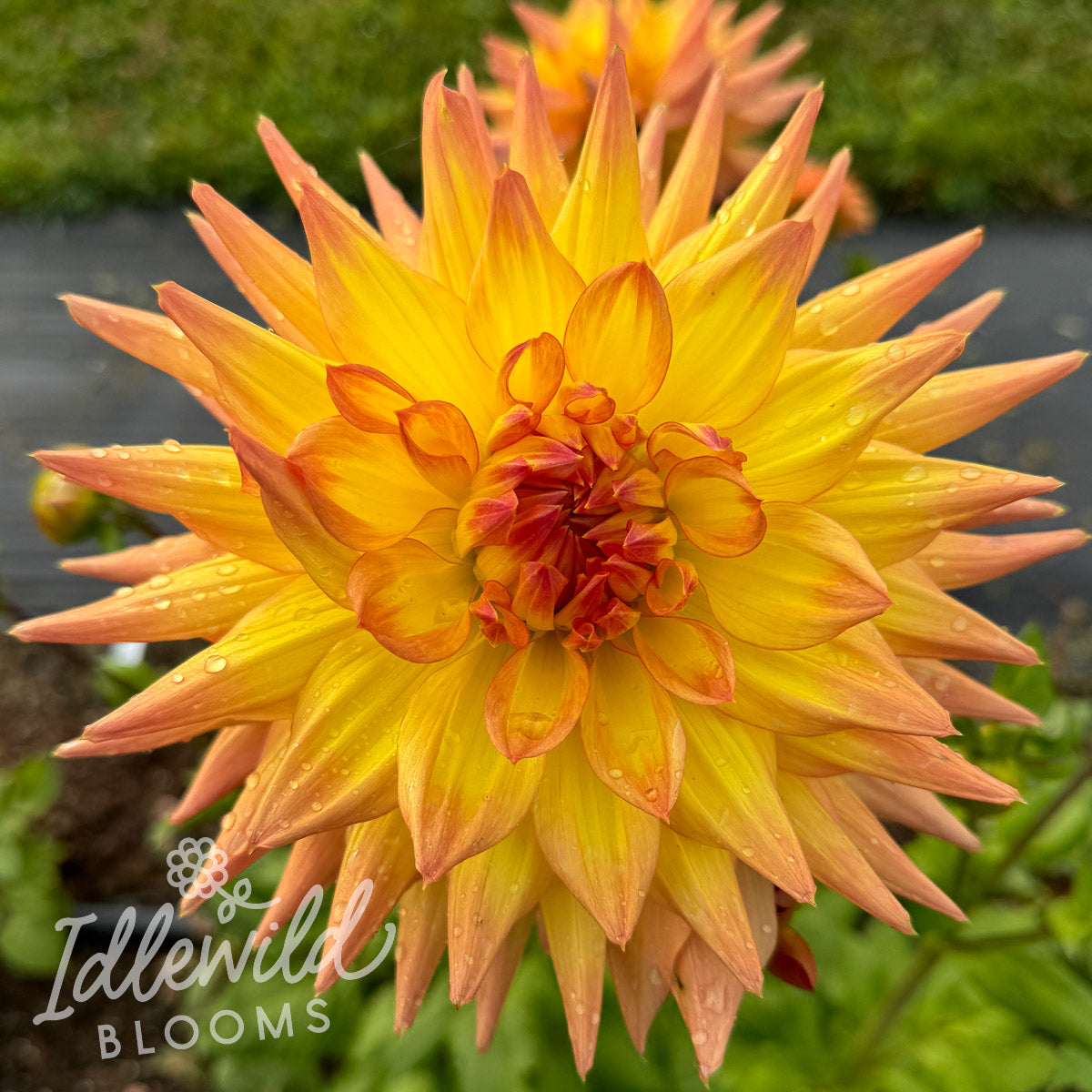 AC Pillow dahlia tuber, AC Pillow dahlia bulb, AC Pillow dahlia flower