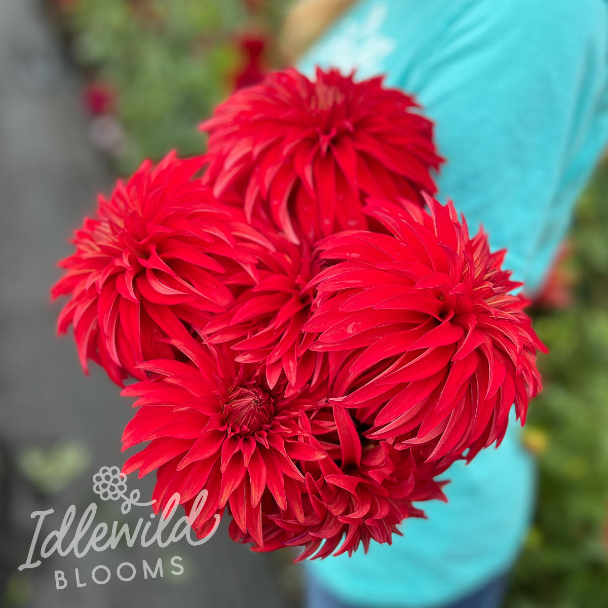 AC Rooster Dahlia Tuber | AC Rooster Flower Bulb & Information ...