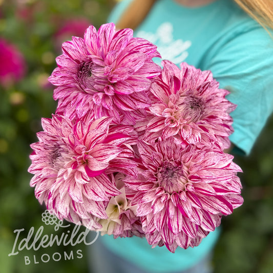 AC Tweedly Dee dahlia bouquet, AC Tweedly Dee dahlia tubers, AC Tweedly Dee dahlia bulbs