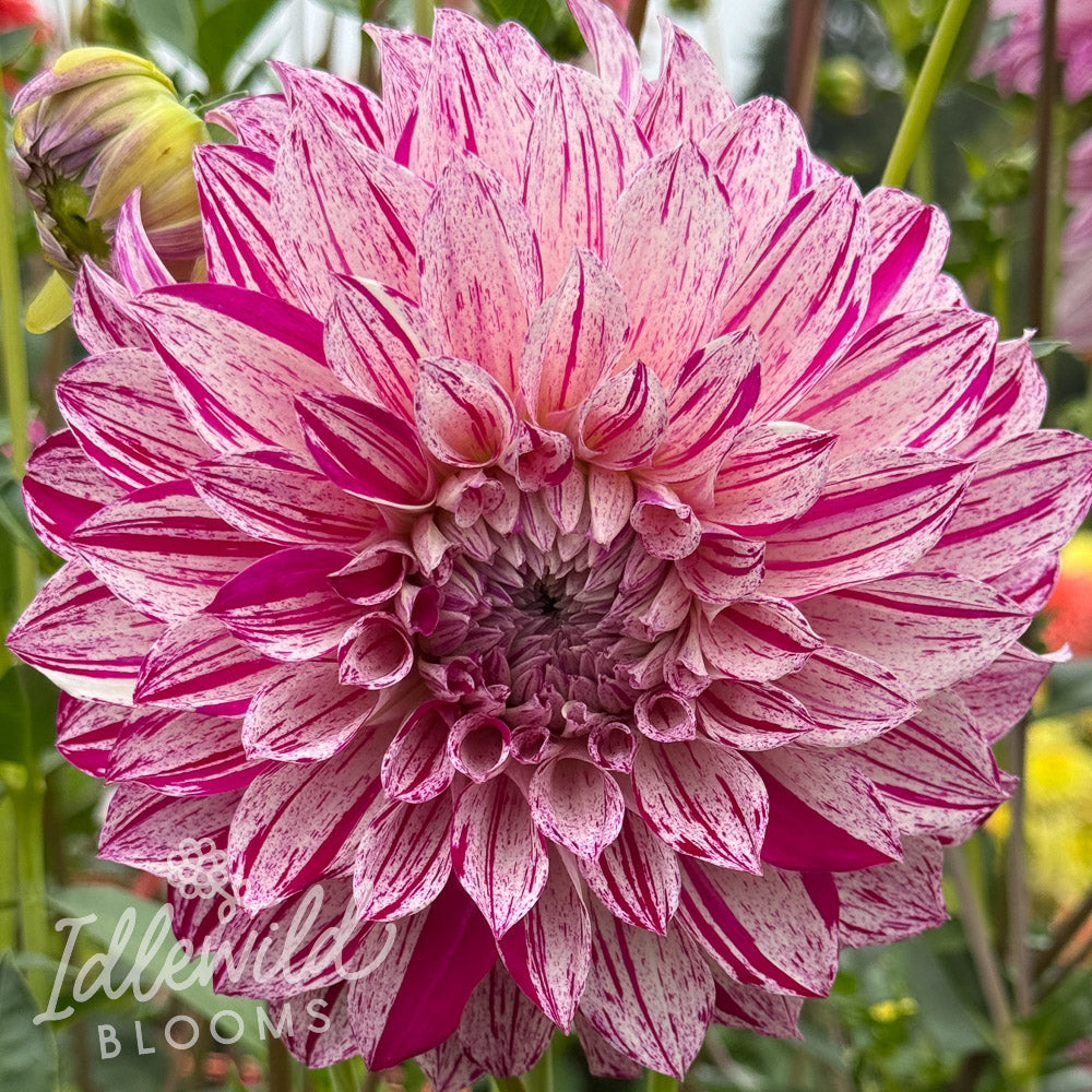 AC Tweedly Dee dahlia tuber, AC Tweedly Dee dahlia flower, AC Tweedly Dee dahlia bulb
