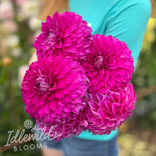 AC Tweedly Dum dahlia bouquet, AC Tweedly Dum dahlia tubers, AC Tweedly Dum dahlia bulbs