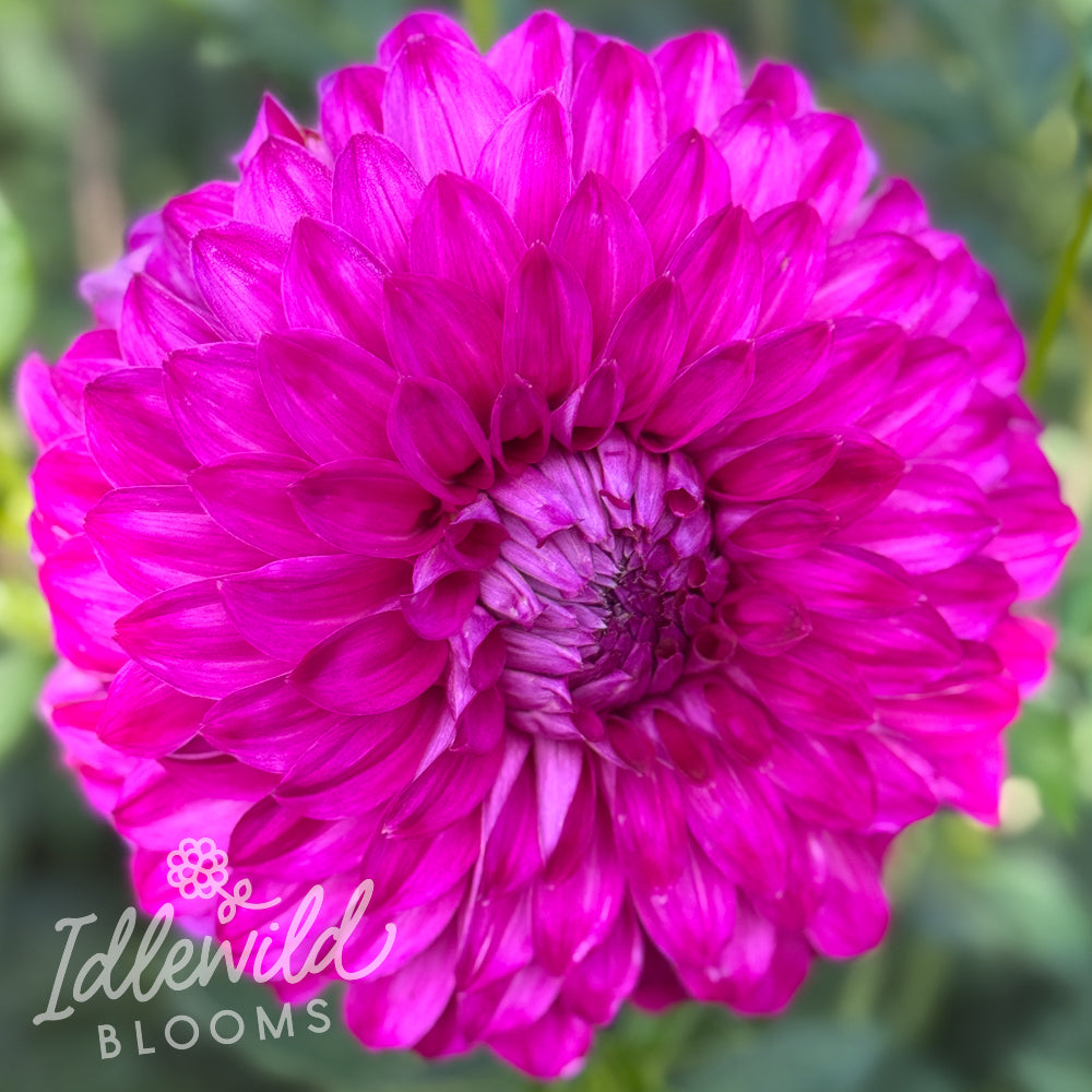 AC Tweedly Dum dahlia tuber, AC Tweedly Dum dahlia flower, AC Tweedly Dum dahlia bulb