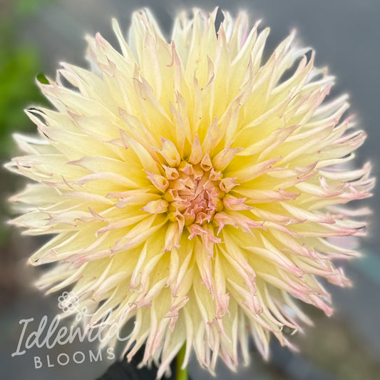 Alauna Millipiques dahlia tuber, Alauna Millipiques dahlia flower, Alauna Millipiques dahlia bulb