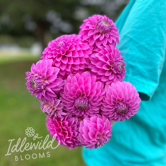 Allen's Foxy Lady dahlia bouquet, Allen's Foxy Lady dahlia tubers, Allen's Foxy Lady dahlia flowers, Allen's Foxy Lady dahlia bulbs