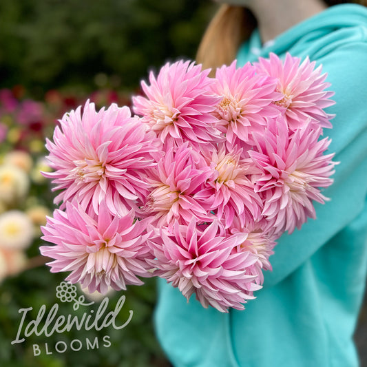 Alloway Candy dahlia tubers, Alloway Candy dahlia bulbs, Alloway Candy dahlia bouquet