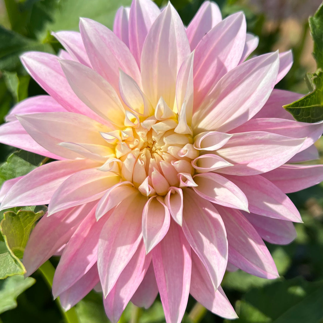 Alloway Candy Dahlia Tuber | Alloway Candy Flower Bulb & Information ...