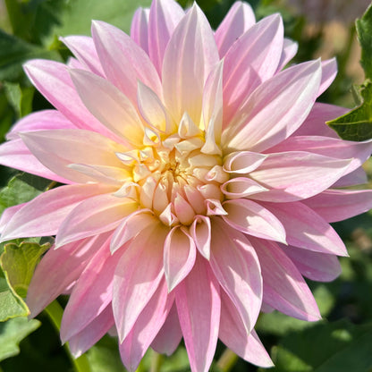 alloway candy dahlia tuber flower bulb