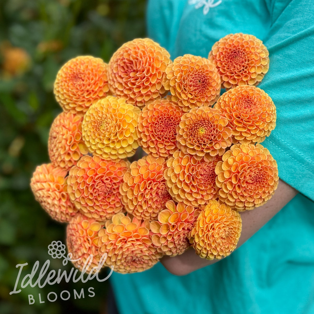 Amber Queen dahlia tubers, Amber Queen dahlia bulbs, Amber Queen dahlia bouquet