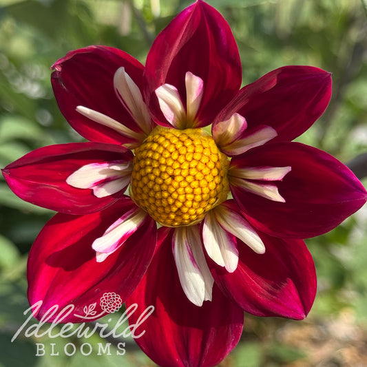 Apopa Cindy dahlia tuber, Apopa Cindy dahlia flower, Apopa Cindy dahlia bulb