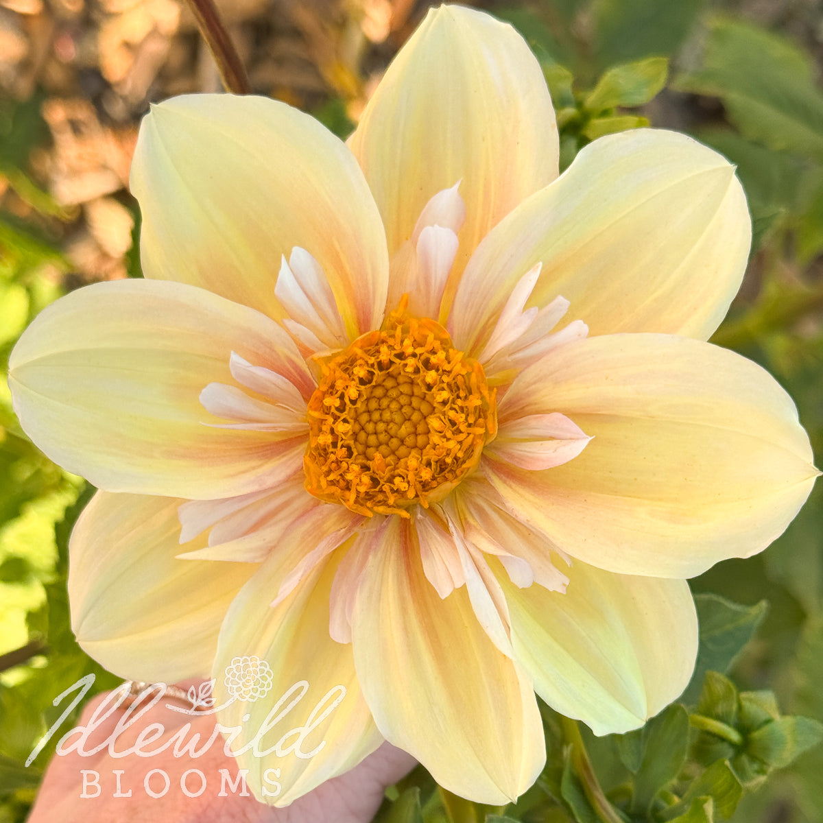 Apple Blossom dahlia tuber. This over 2", light blend, collarette dahlia was introduced by Sam & Katherine Kordonowy in 1986.