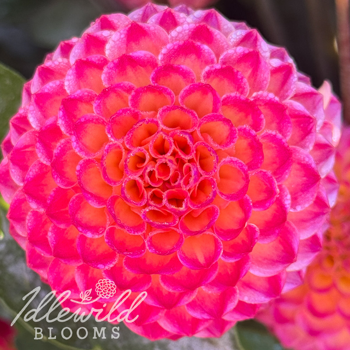 Artaban dahlia tuber, Artaban dahlia flower, Artaban dahlia bulb