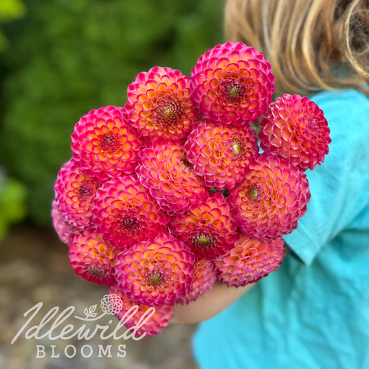 Artaban dahlia tubers, Artaban dahlia bouquet, Artaban dahlia bulbs