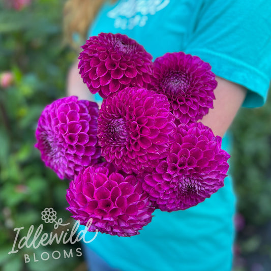 Barbarry Apache dahlia bouquet, Barbarry Apache dahlia tubers, Barbarry Apache dahlia bulbs