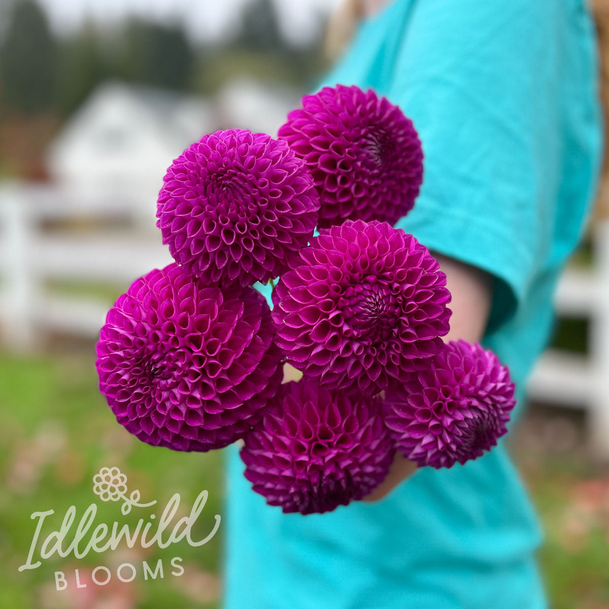 Barbarry Delicate dahlia bouquet, Barbarry Delicate dahlia tubers, Barbarry Delicate dahlia flowers