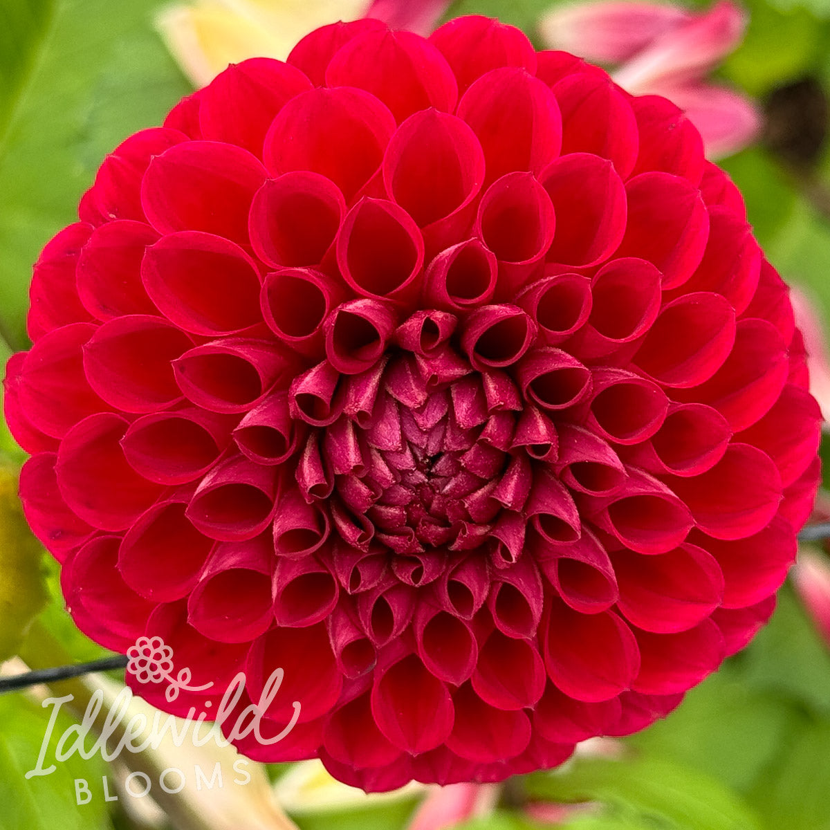 Barbarry Maverick dahlia tuber, Barbarry Maverick dahlia bulb, Barbarry Maverick dahlia flower