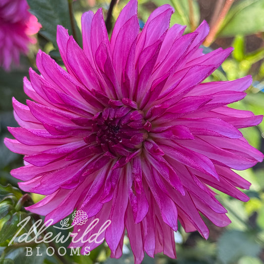 Baron Ron dahlia tuber, Baron Ron dahlia flower, Baron Ron dahlia bulb