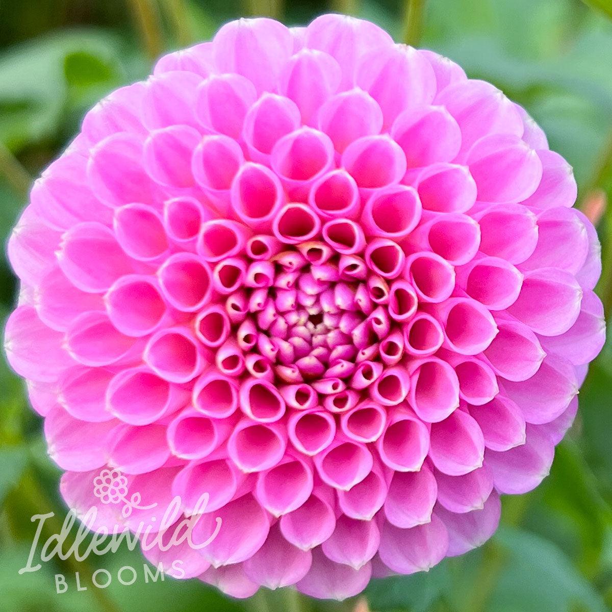 Betty Anne dahlia tuber, Betty Anne dahlia bulb, Betty Anne dahlia flowers