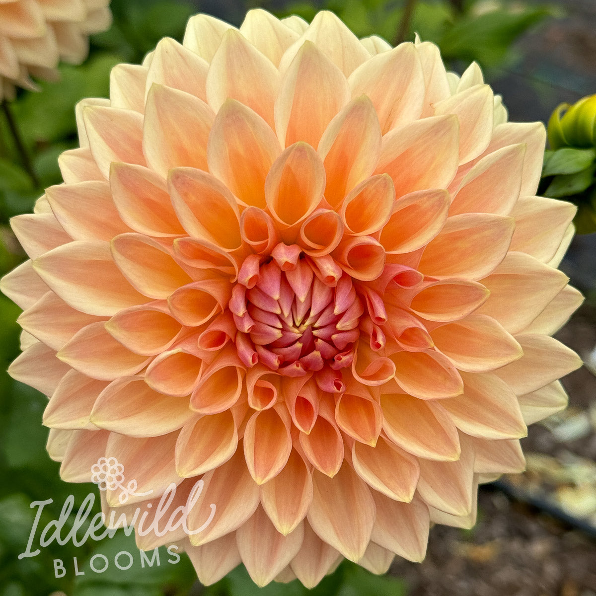 Bloomquist Alan dahlia tuber, Bloomquist Alan dahlia bulb, Bloomquist Alan dahlia flower