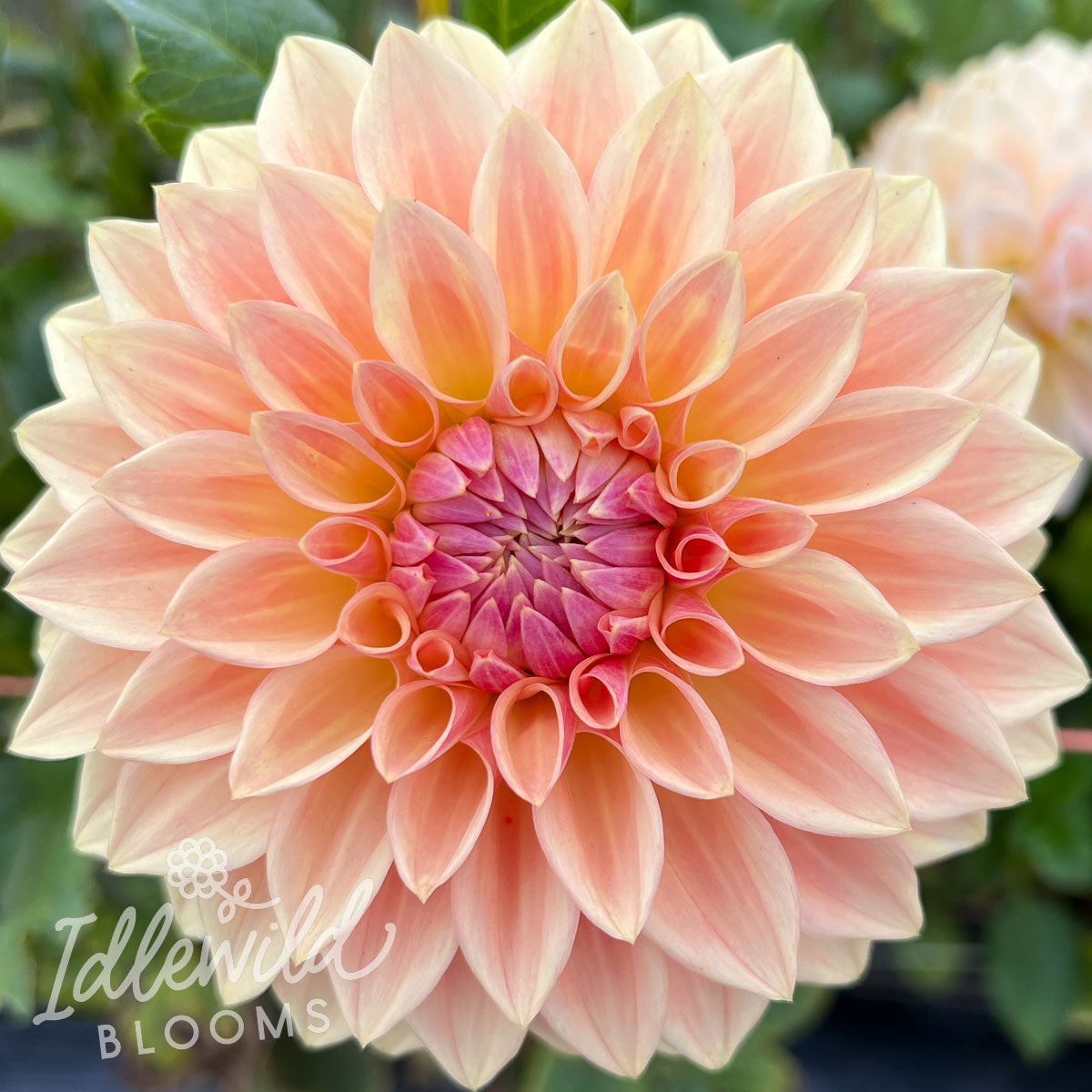 Bloomquist Alan dahlia tuber, Bloomquist Alan dahlia flower, Bloomquist Alan dahlia bulb