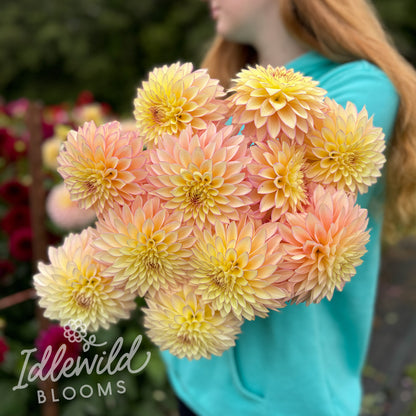 Bloomquist Blush dahlia tubers, Bloomquist Blush dahlia bulbs, Bloomquist Blush dahlia bouquet