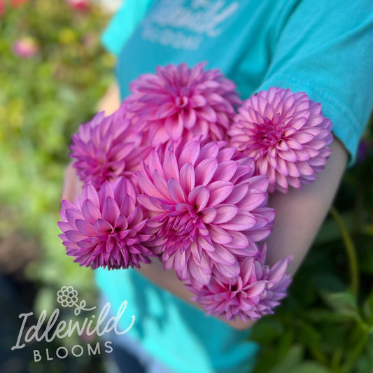 Bloomquist Bring Forth