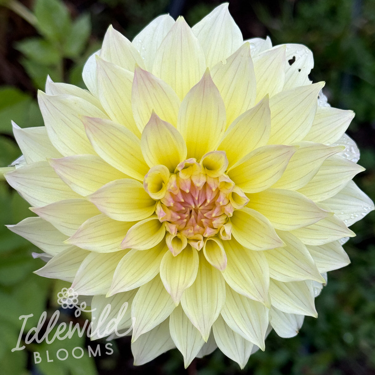 Bloomquist Cream dahlia tuber, Bloomquist Cream dahlia bulb, Bloomquist Cream dahlia flower