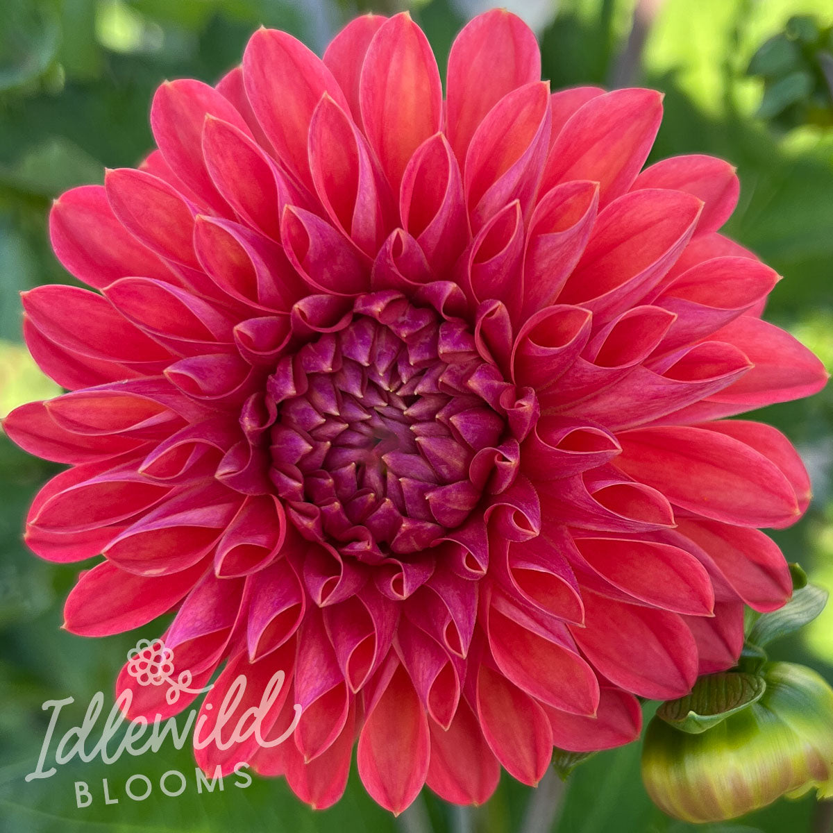 Bloomquist Curt dahlia tuber, Bloomquist Curt dahlia bulb, Bloomquist Curt dahlia flower