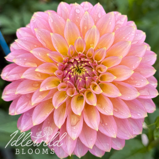 Bloomquist Essence dahlia tubers, Bloomquist Essence dahlia flowers, Bloomquist Essence dahlia bulbs