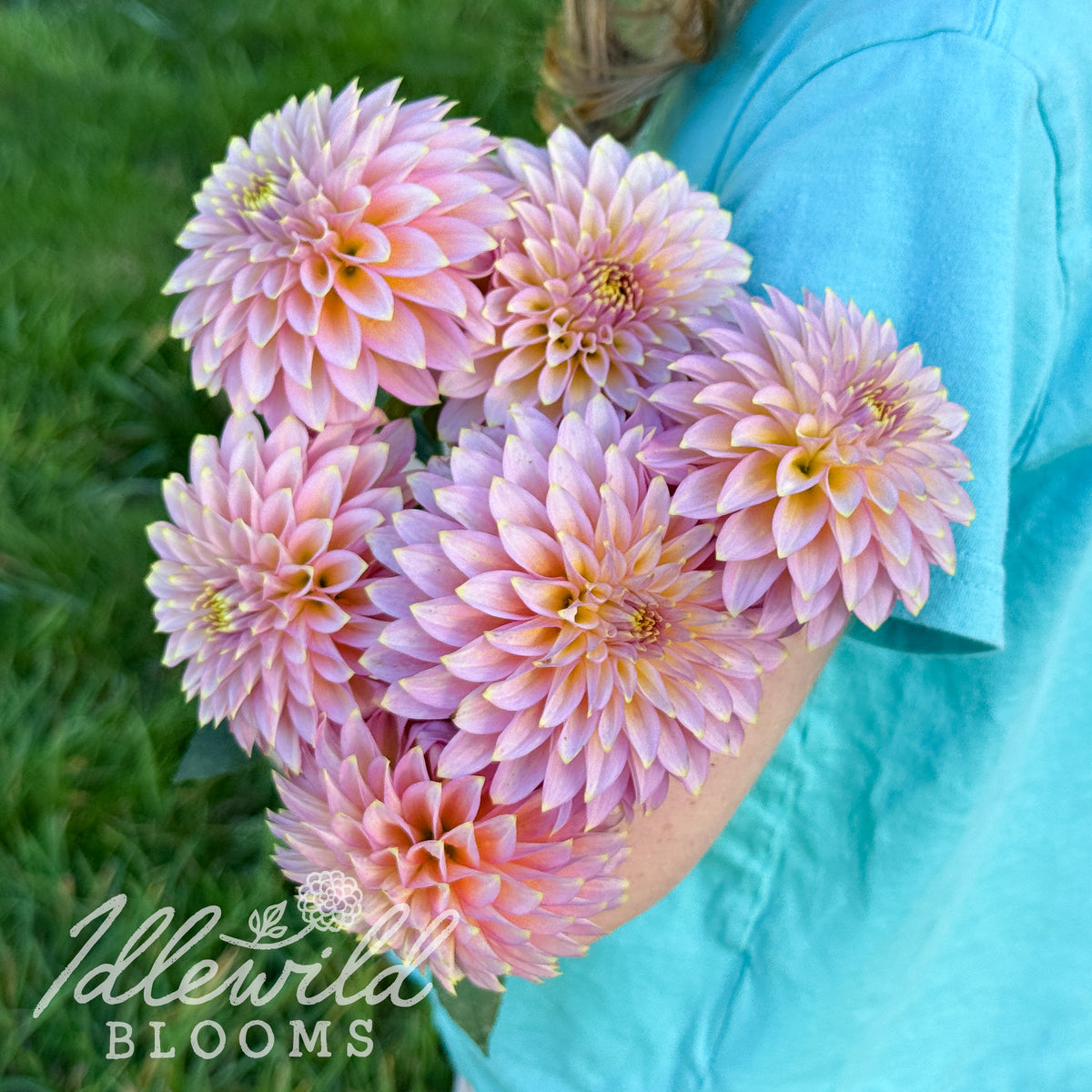 Bloomquist Essence dahlia tuber. This 2" to 4", pink, formal decorative dahlia was introduced by Paul Bloomquist in 2023.