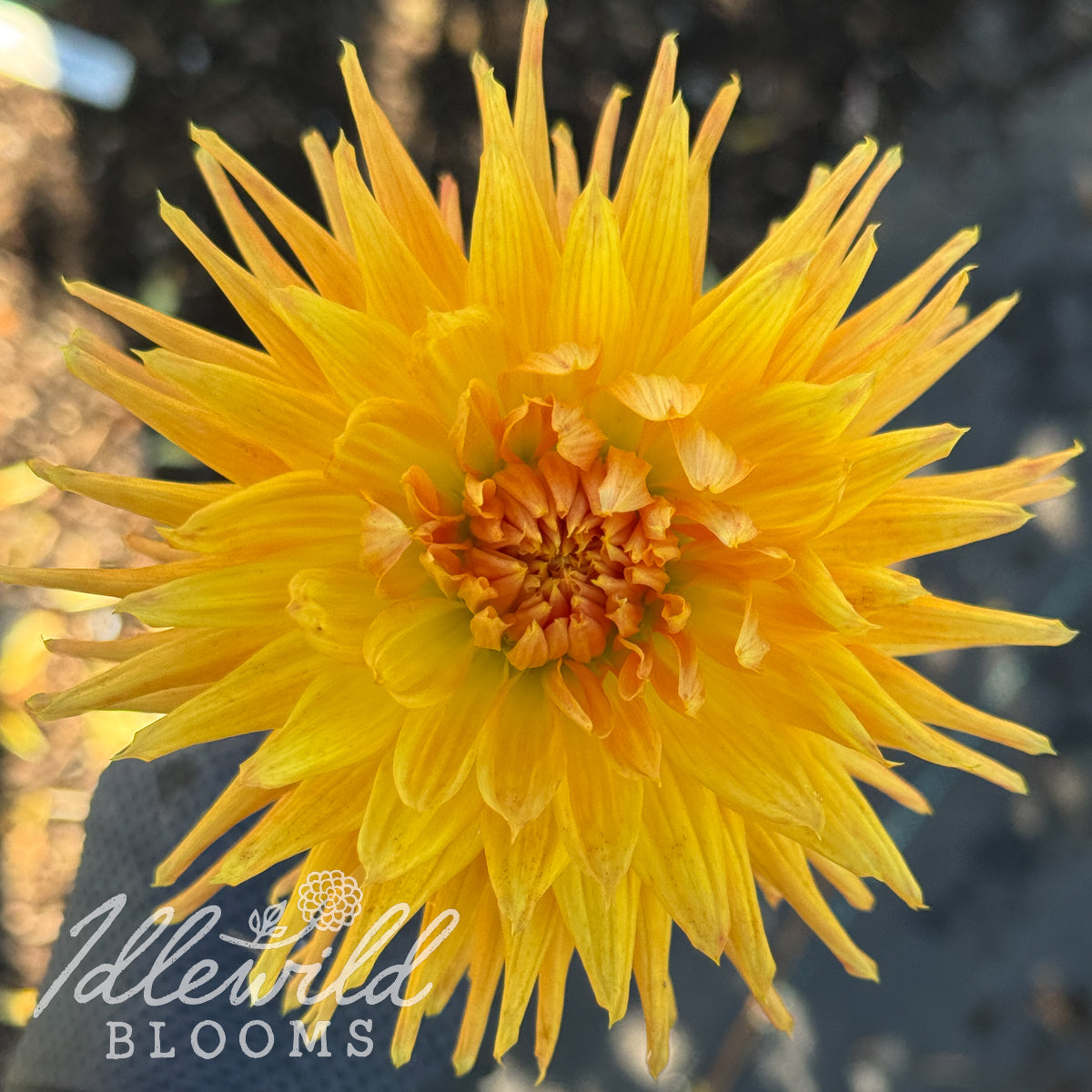 Bloomquist Fiddler dahlia tuber. This 6" to 8", orange, laciniated dahlia was introduced by Paul Bloomquist in 2024. 
