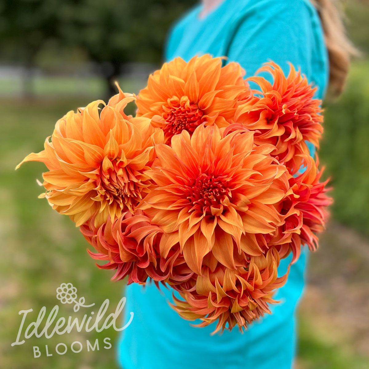 Bloomquist Jean dahlia bouquet, Bloomquist Jean dahlia flowers, Bloomquist Jean dahlia tubers, Bloomquist Jean dahlia bulbs