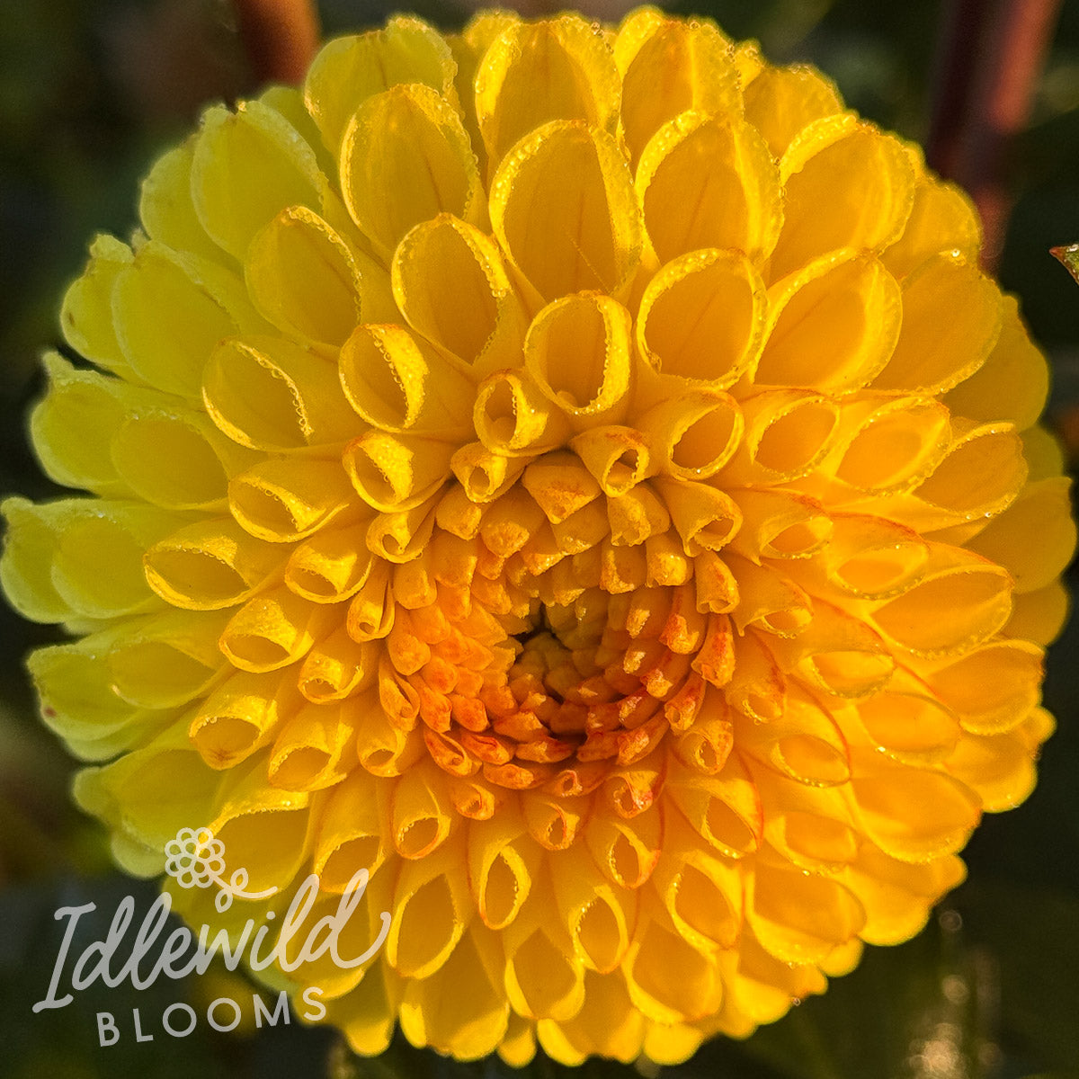 Bloomquist Peaceful dahlia tuber, Bloomquist Peaceful dahlia flower, Bloomquist Peaceful dahlia bulb