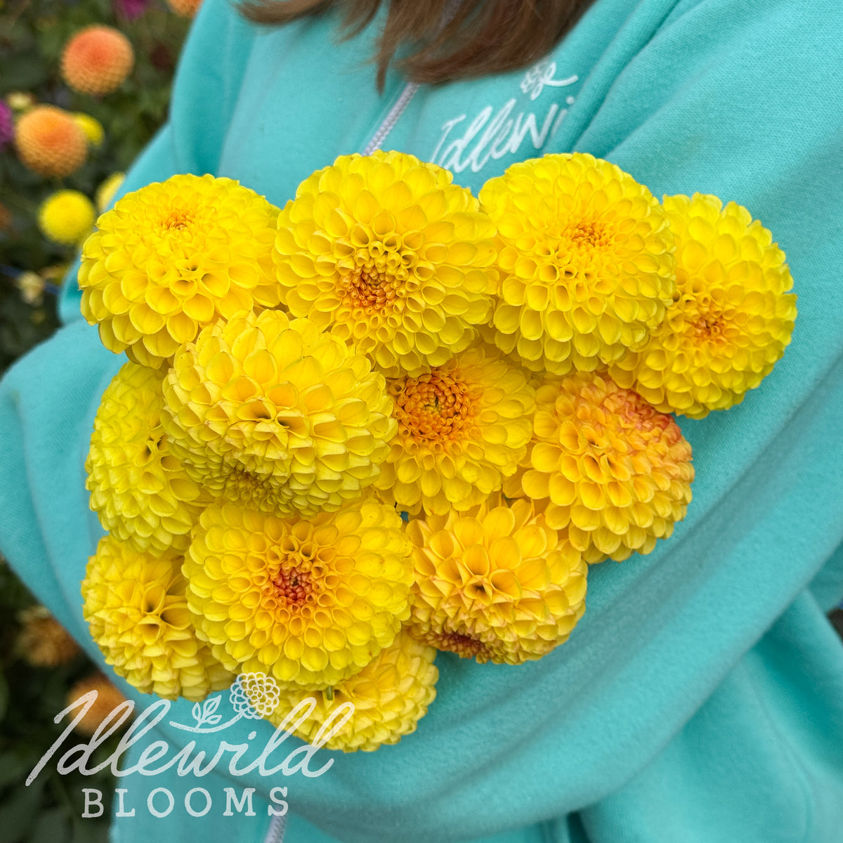 Bloomquist Peaceful dahlia tubers. This 2" to 3.5", yellow, miniature ball dahlia was introduced by Paul Bloomquist in 2022. 