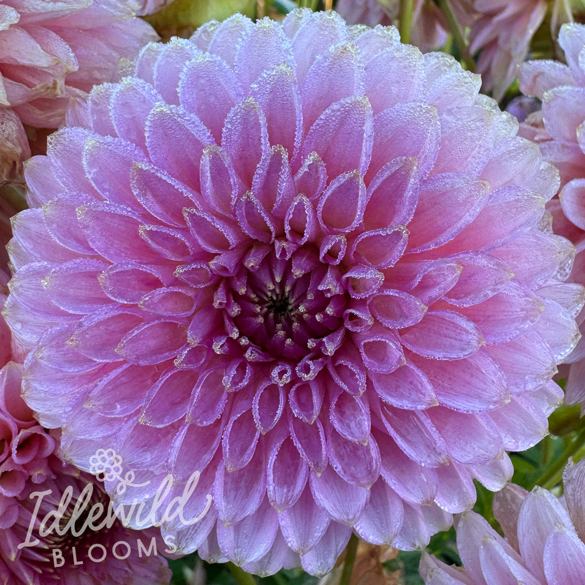Bloomquist Pink Parfait dahlia tuber, Bloomquist Pink Parfait dahlia flower, Bloomquist Pink Parfait dahlia bulb