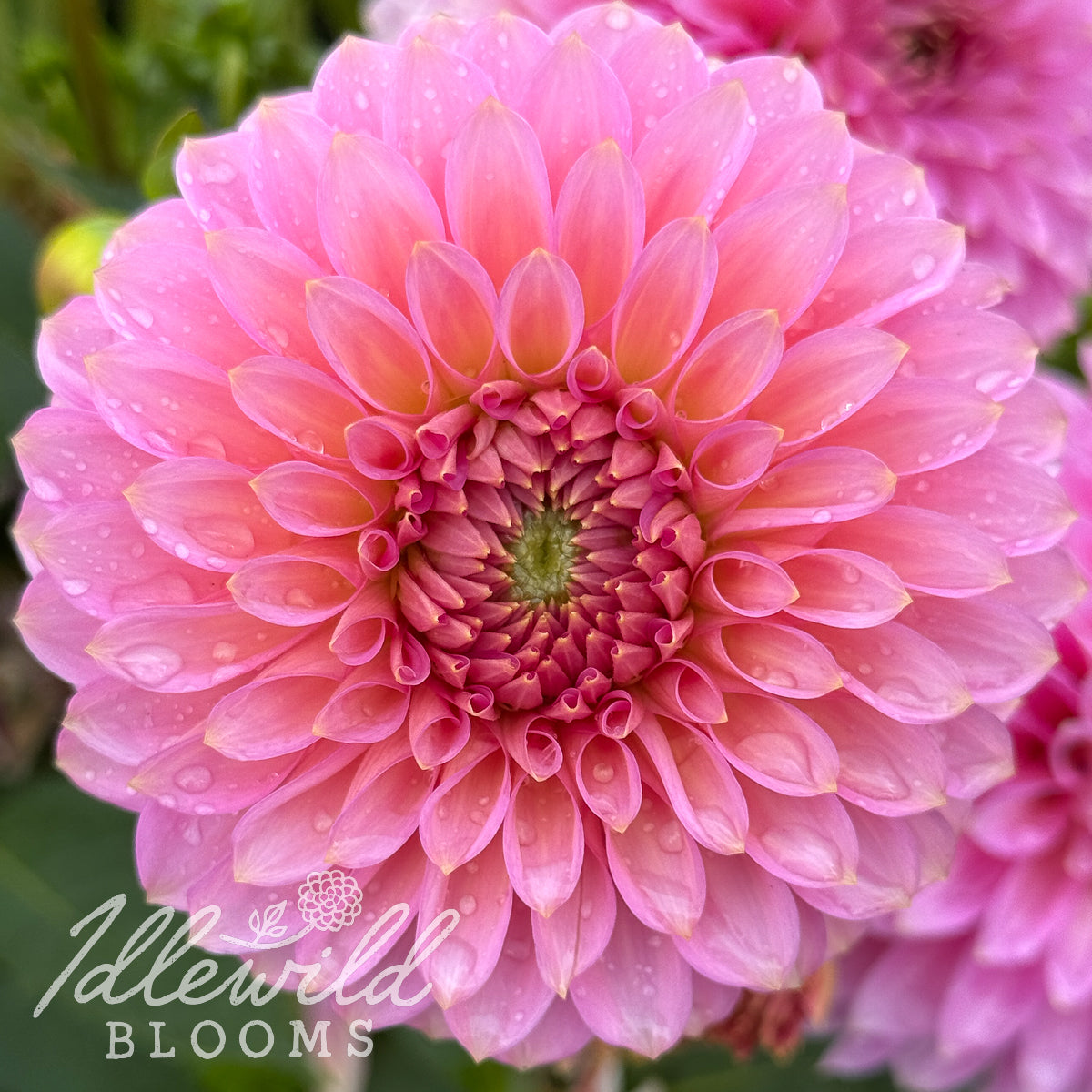 Bloomquist Pink Parfait dahlia tubers, Bloomquist Pink Parfait dahlia flowers, Bloomquist Pink Parfait dahlia bulbs