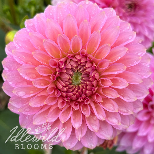 Bloomquist Pink Parfait dahlia tubers, Bloomquist Pink Parfait dahlia flowers, Bloomquist Pink Parfait dahlia bulbs