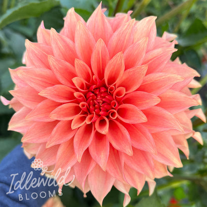 Bloomquist Pleasing dahlia bulb, Bloomquist Pleasing dahlia flower, Bloomquist Pleasing dahlia tuber