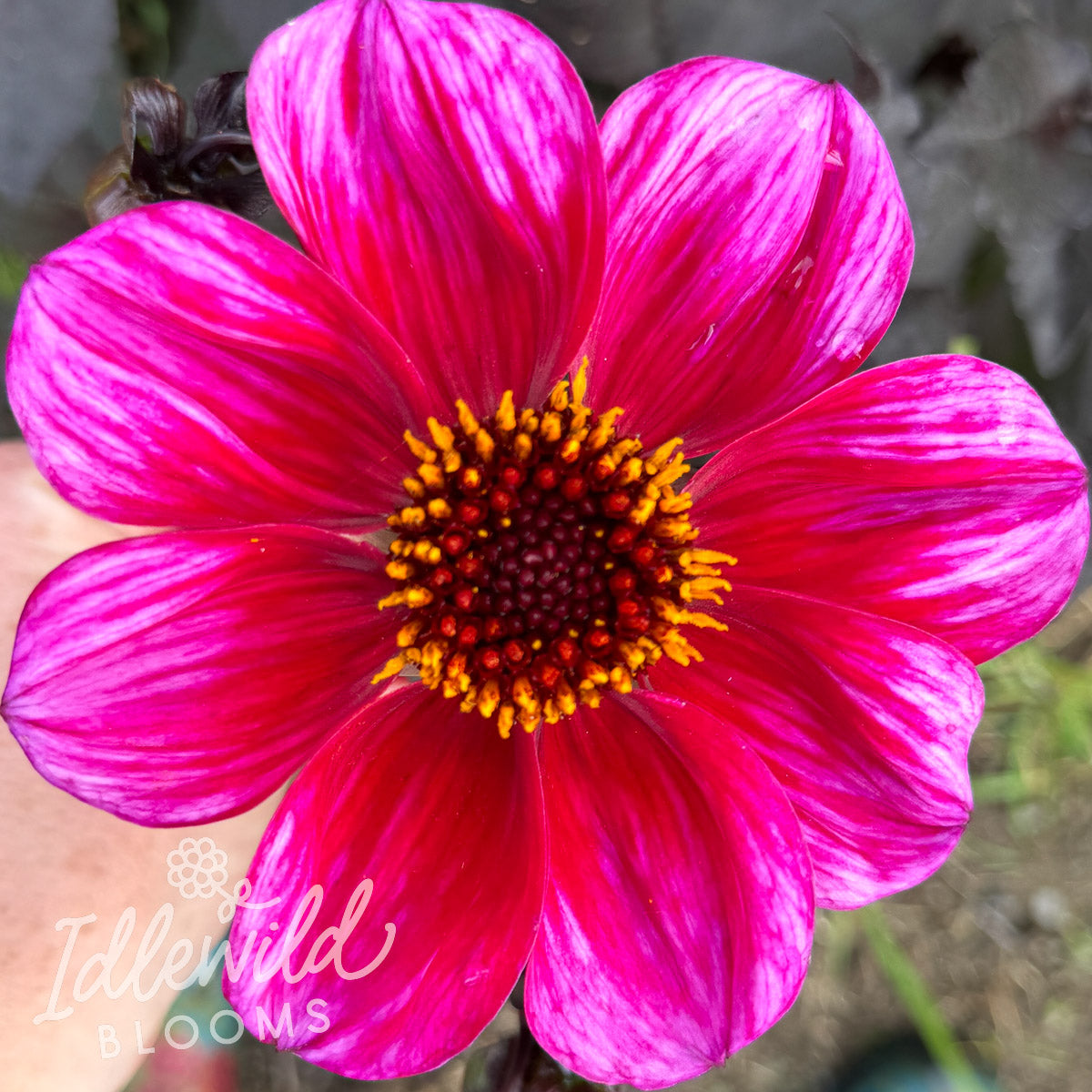 Bloomquist Rich Color dahlia tuber, Bloomquist Rich Color dahlia bulb, Bloomquist Rich Color dahlia flower