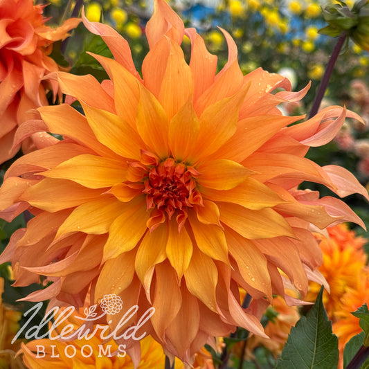 Bloomquist Snickerdoodle dahlia tuber, Bloomquist Snickerdoodle dahlia flower, Bloomquist Snickerdoodle dahlia bulb