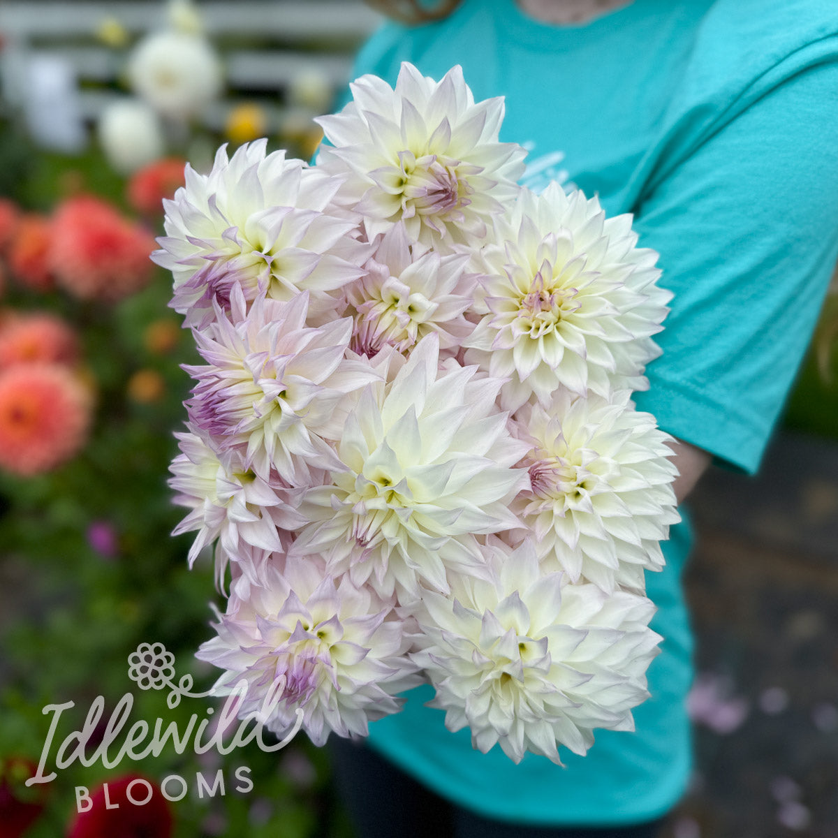 Bloomquist Sterling dahlia tubers, Bloomquist Sterling dahlia bulbs, Bloomquist Sterling dahlia bouquet