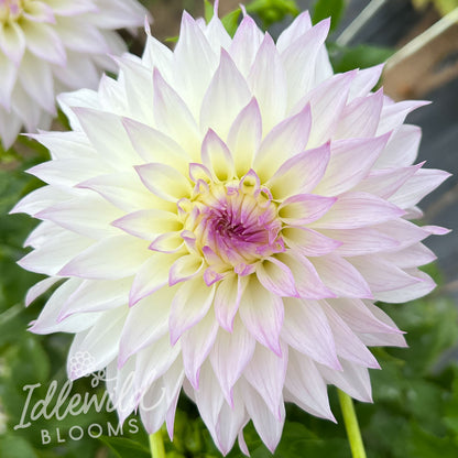 Bloomquist Sterling dahlia tuber, Bloomquist Sterling dahlia flower, Bloomquist Sterling dahlia bulb