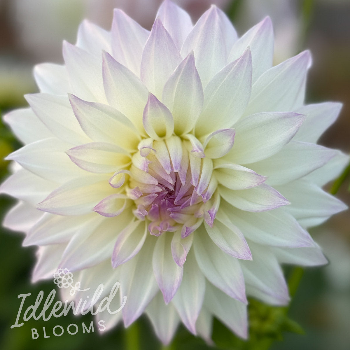 Bloomquist Sterling dahlia tuber, Bloomquist Sterling dahlia flower, Bloomquist Sterling dahlia bulb