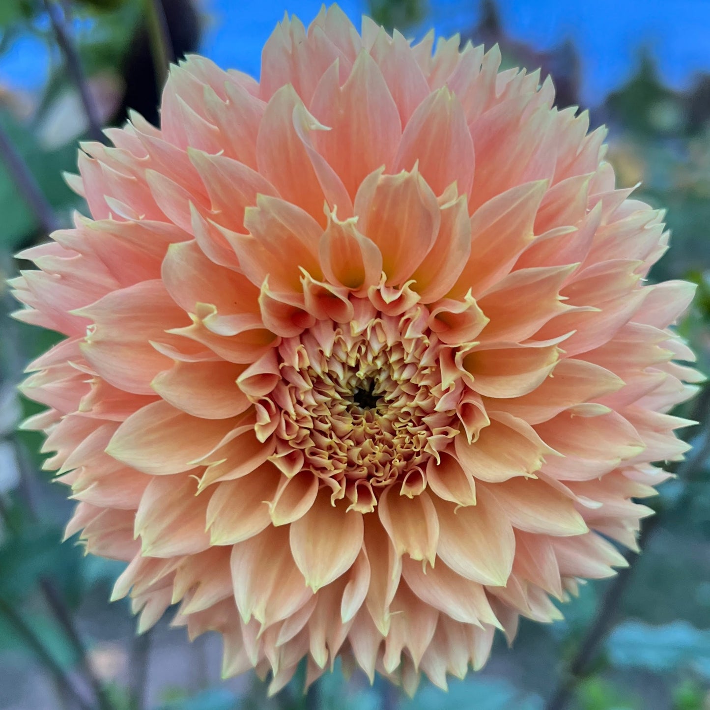 Bloomquist Sue dahlia tuber, Bloomquist Sue dahlia bulb, Bloomquist Sue dahlia flower