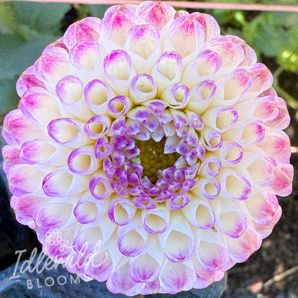 Bloomquist Yea dahlia tuber, Bloomquist Yea dahlia bulb, Bloomquist Yea dahlia flower