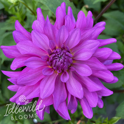 Bluetiful dahlia tuber, Bluetiful dahlia flower, Bluetiful dahlia bulb