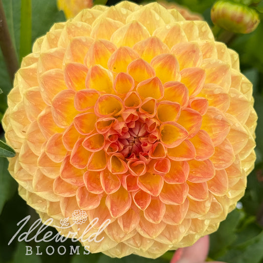 Blyton Softer Gleam dahlia tuber, Blyton Softer Gleam dahlia flower, Blyton Softer Gleam dahlia bulb