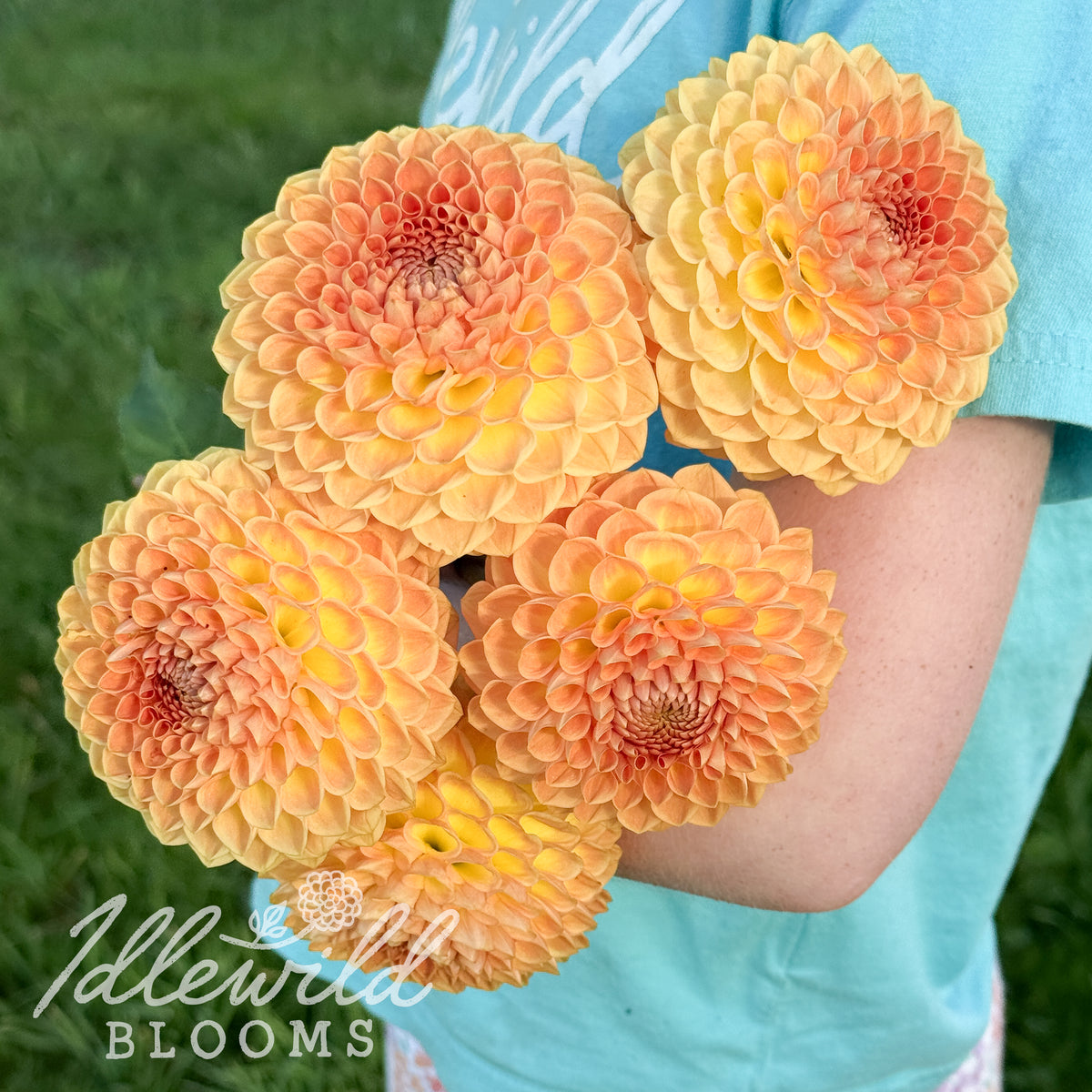 Blyton Softer Gleam dahlia tuber. This over 3.5", light blend, ball dahlia was introduced by Les Stothard in 2005. 