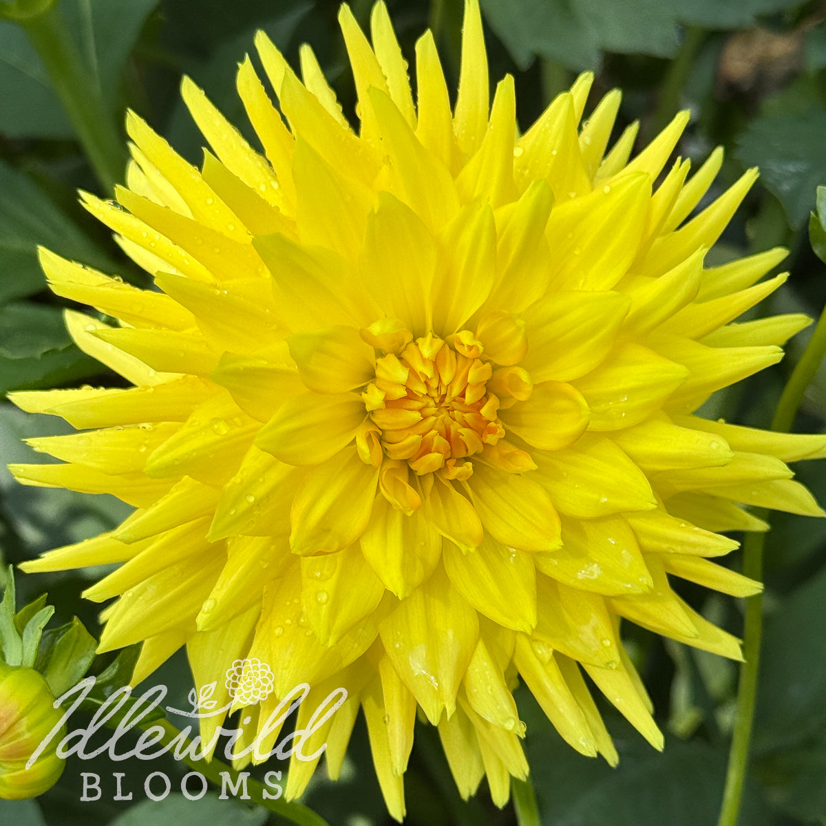 Bo-De-O dahlia bulb, Bo-De-O dahlia tuber, Bo-De-O dahlia flower