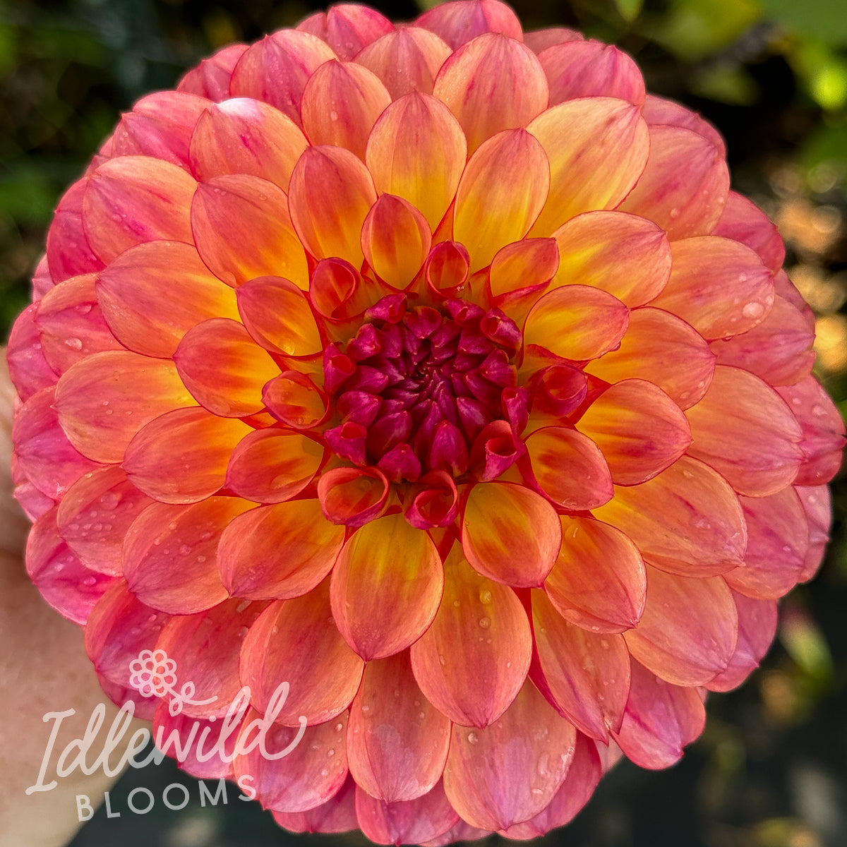 Bobby's Garden dahlia tuber, Bobby's Garden dahlia bulb, Bobby's Garden dahlia flower