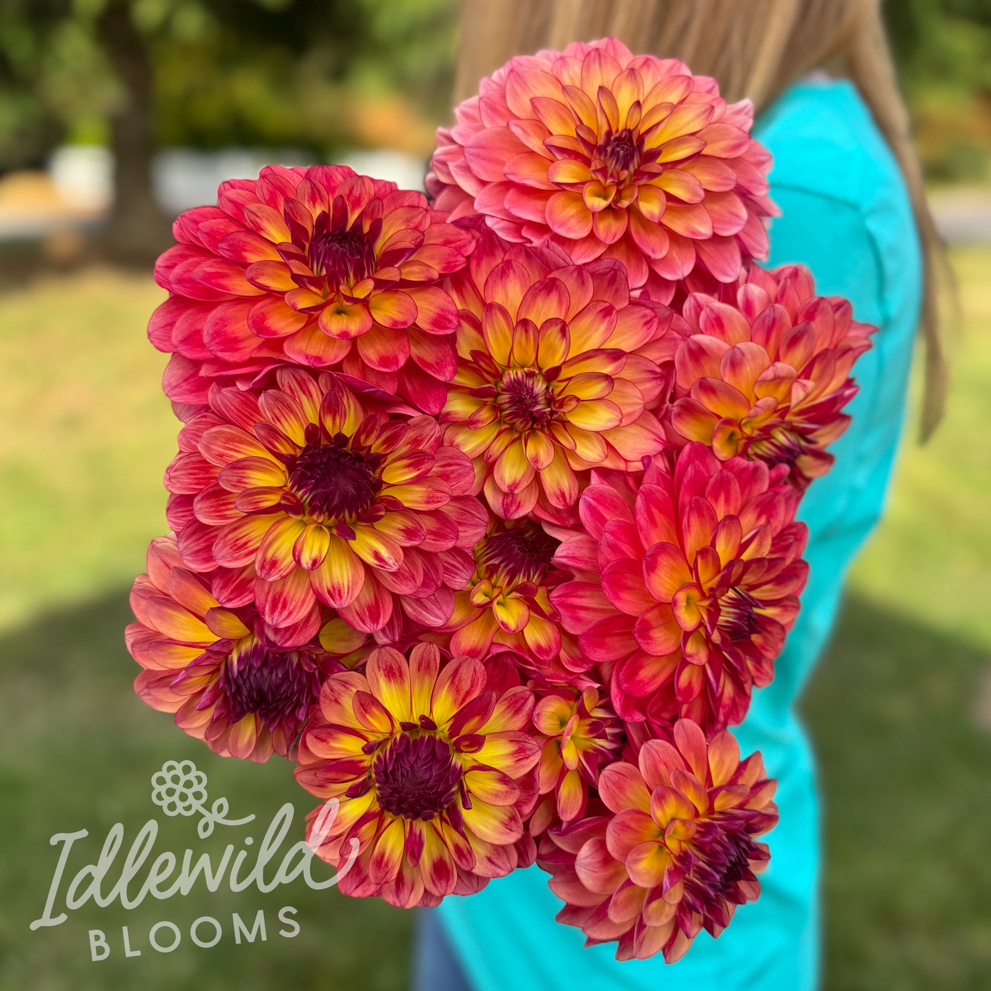 Bobby's Garden dahlia tubers, Bobby's Garden dahlia bulbs, Bobby's Garden dahlia bouquet